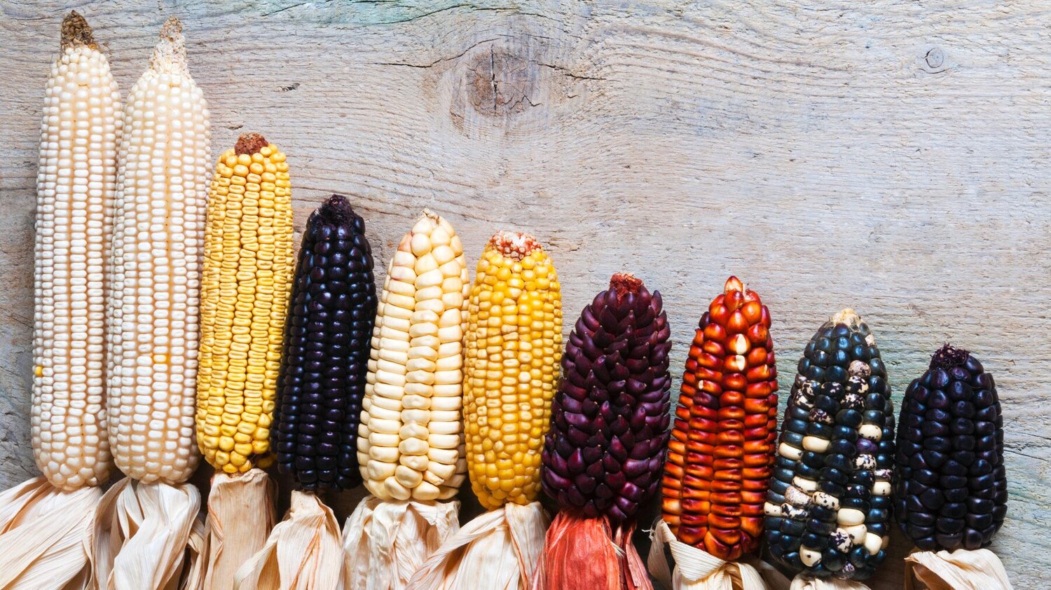 Maize diversity