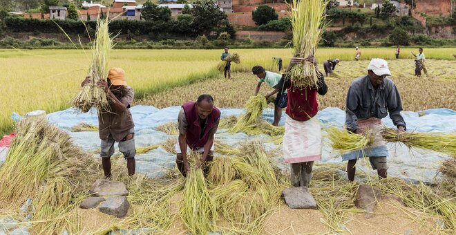 With the harvest in progress outside of Antananarivo, the capital of Madagascar, a threshing team uses flat rocks to knock rice grains from freshly cut plants. Madagascar, the world’s fourth largest island, holds 2.4 million farms. At harvest time, the rhythm of rice threshing can be heard on most of them. While the country is most famous for exotic products like vanilla and cloves, 85% of Malagasy farmers grow rice.