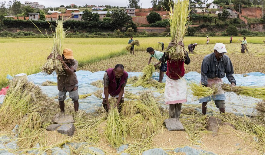 With the harvest in progress outside of Antananarivo, the capital of Madagascar, a threshing team uses flat rocks to knock rice grains from freshly cut plants. Madagascar, the world’s fourth largest island, holds 2.4 million farms. At harvest time, the rhythm of rice threshing can be heard on most of them. While the country is most famous for exotic products like vanilla and cloves, 85% of Malagasy farmers grow rice.