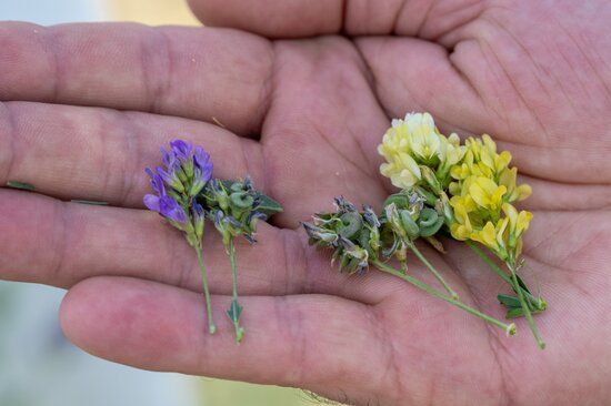 four-way hybrid growing in Kazakhstan