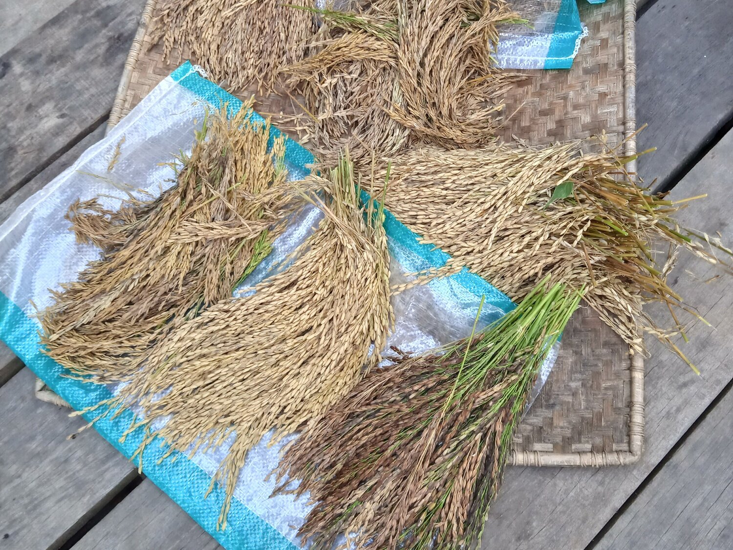 Indigenous rice varieties.
