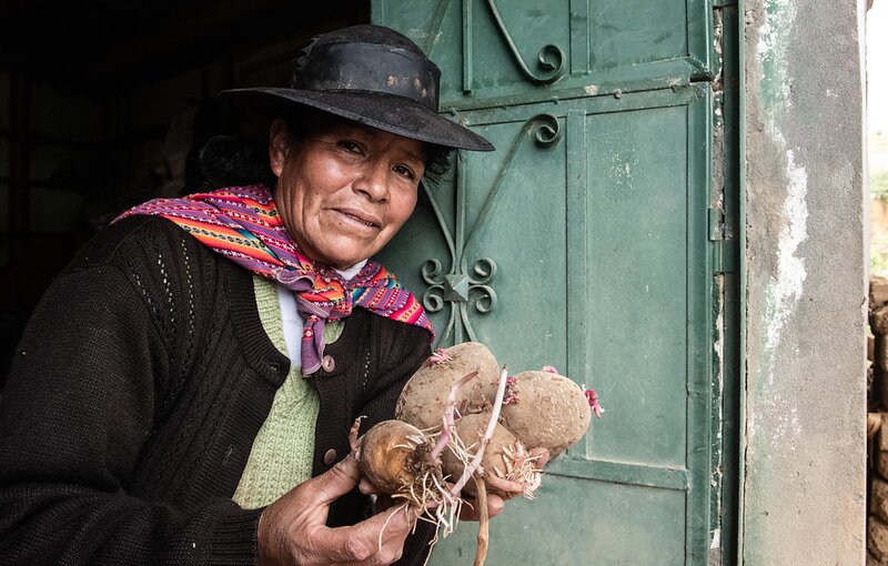 New Potato Variety Offers a Lifeline to Farmers Battling Blight