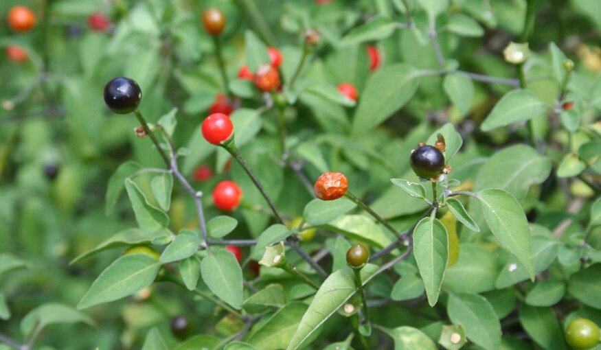 How Fiery Desert Chilis Can Protect Us from Climate Change