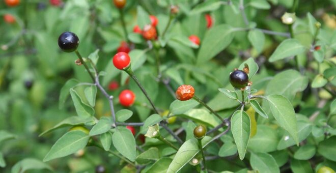 How Fiery Desert Chilis Can Protect Us from Climate Change