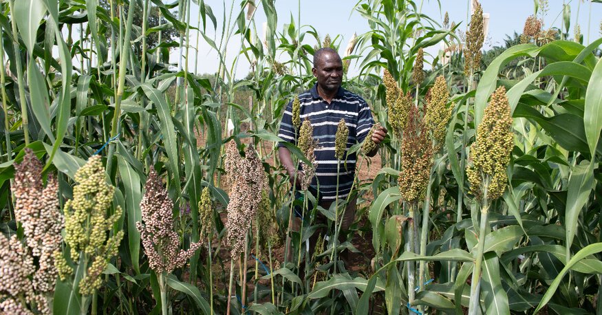 Sorghum breeding field trials in Kenya. Photo:Michael Major/Crop Trust