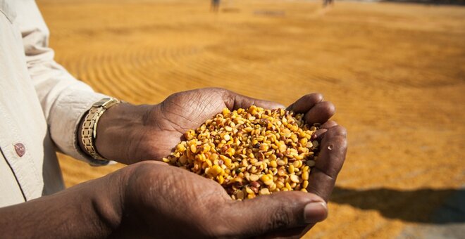 Dried pigeonpea.