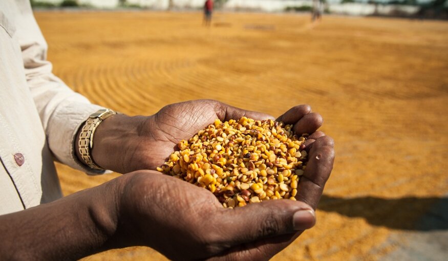 Dried pigeonpea.