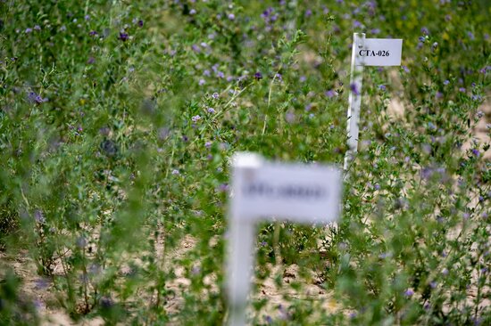 Alfalfa evaluations