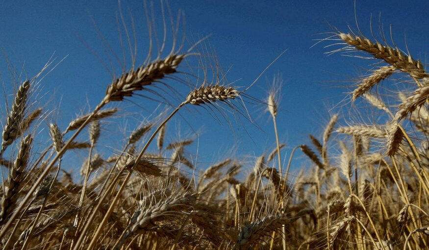 Ukraine's Giant Seed Bank at Risk of Being Lost as War Rages