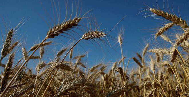 Ukraine's Giant Seed Bank at Risk of Being Lost as War Rages