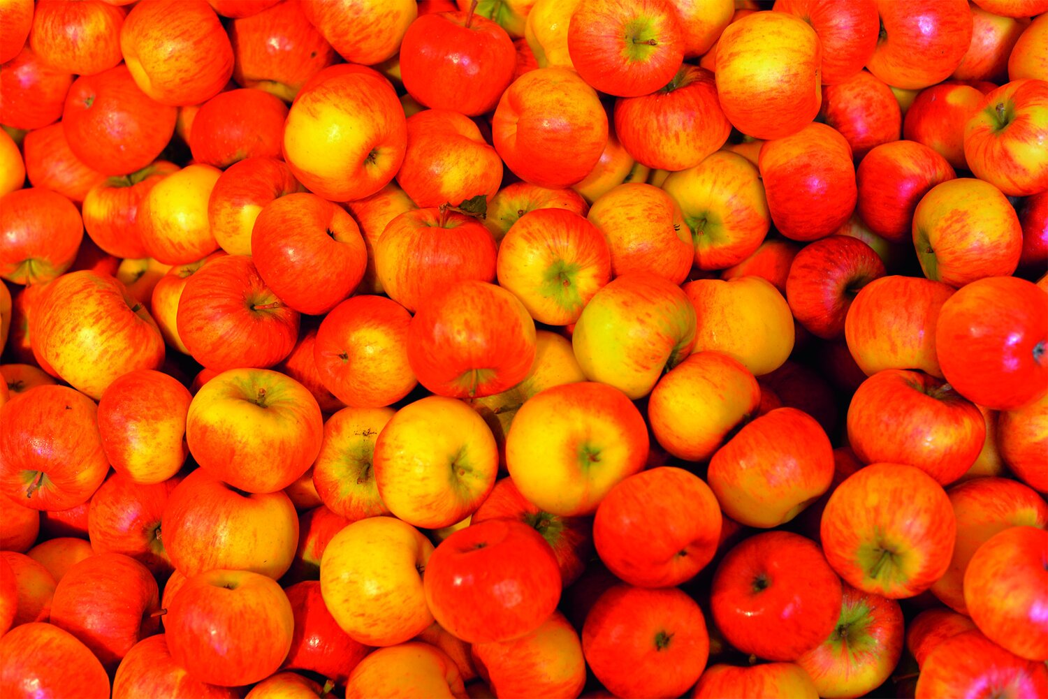 Red and yellow apples