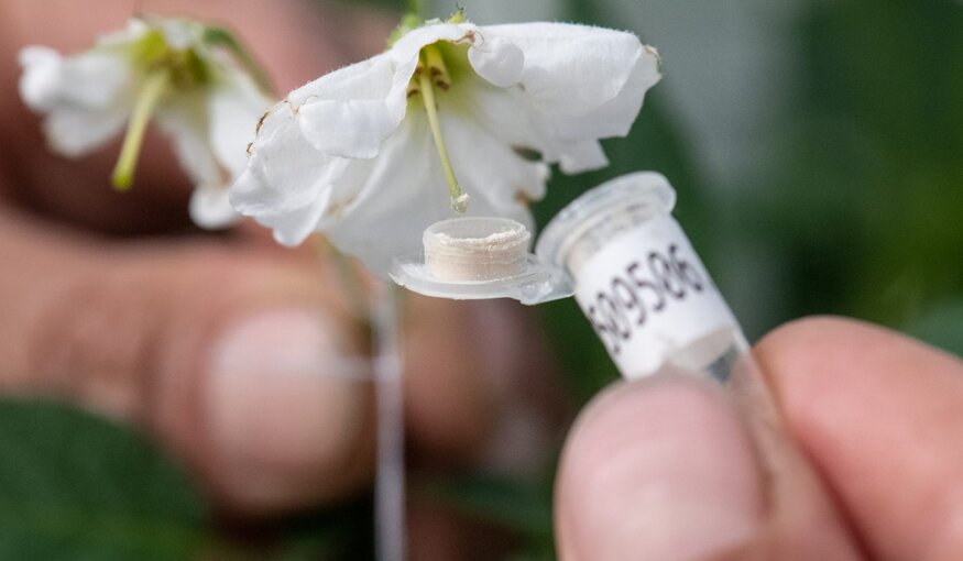 Pollinating flowers at CIP.