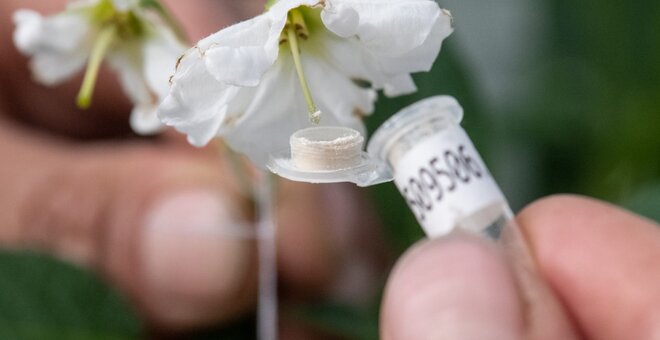 Pollinating flowers at CIP.