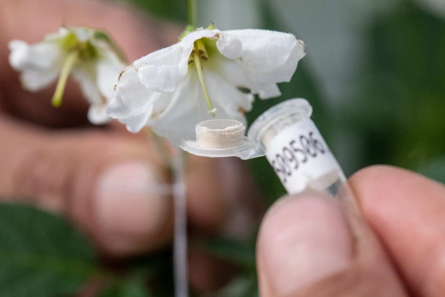 Pollinating flowers at CIP.