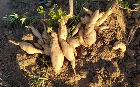 Saving Sweetpotato Diversity: How Technology is Boosting Food Security in Drought-Affected Africa