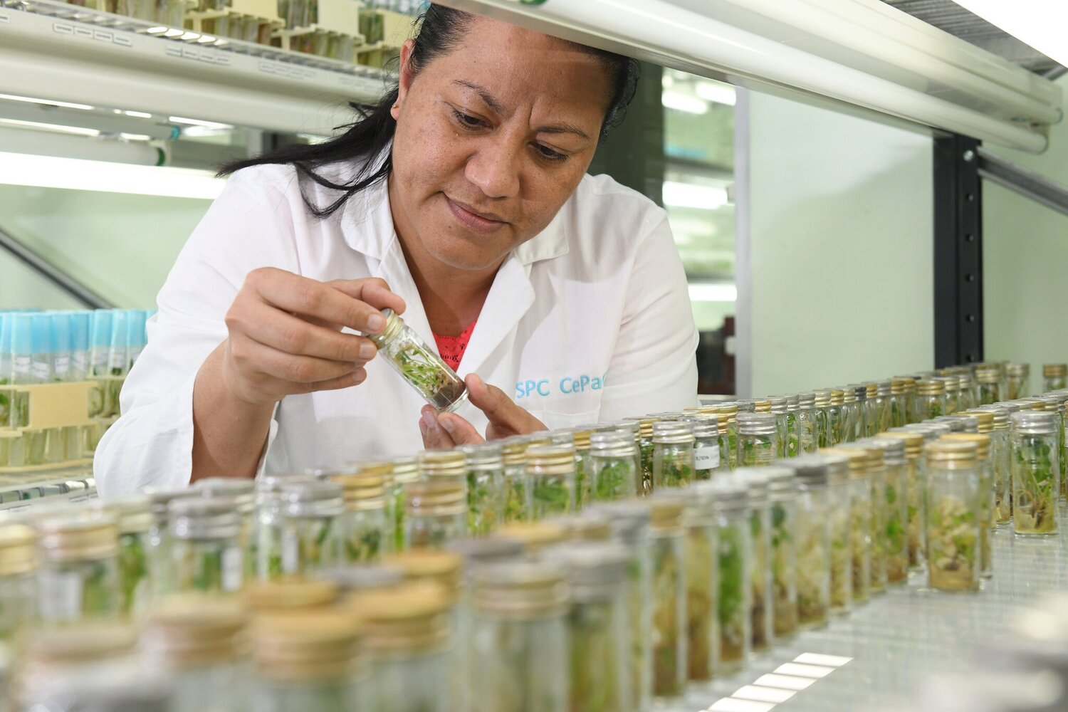 Genebank scientist examining plantlets in vial