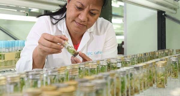 Genebank scientist examining plantlets in vial