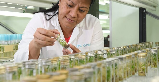 Genebank scientist examining plantlets in vial