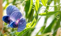 Purple pea flowers