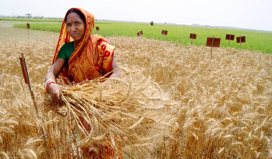 Zinc wheat being harvested in India. Photo: T Krupnik/CIMMYT