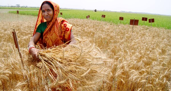 Zinc wheat being harvested in India. Photo: T Krupnik/CIMMYT