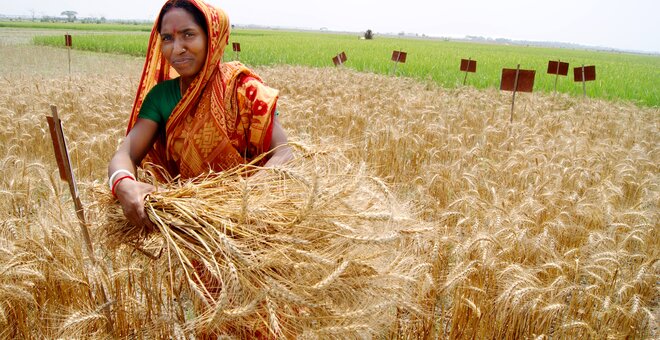 Zinc wheat being harvested in India. Photo: T Krupnik/CIMMYT