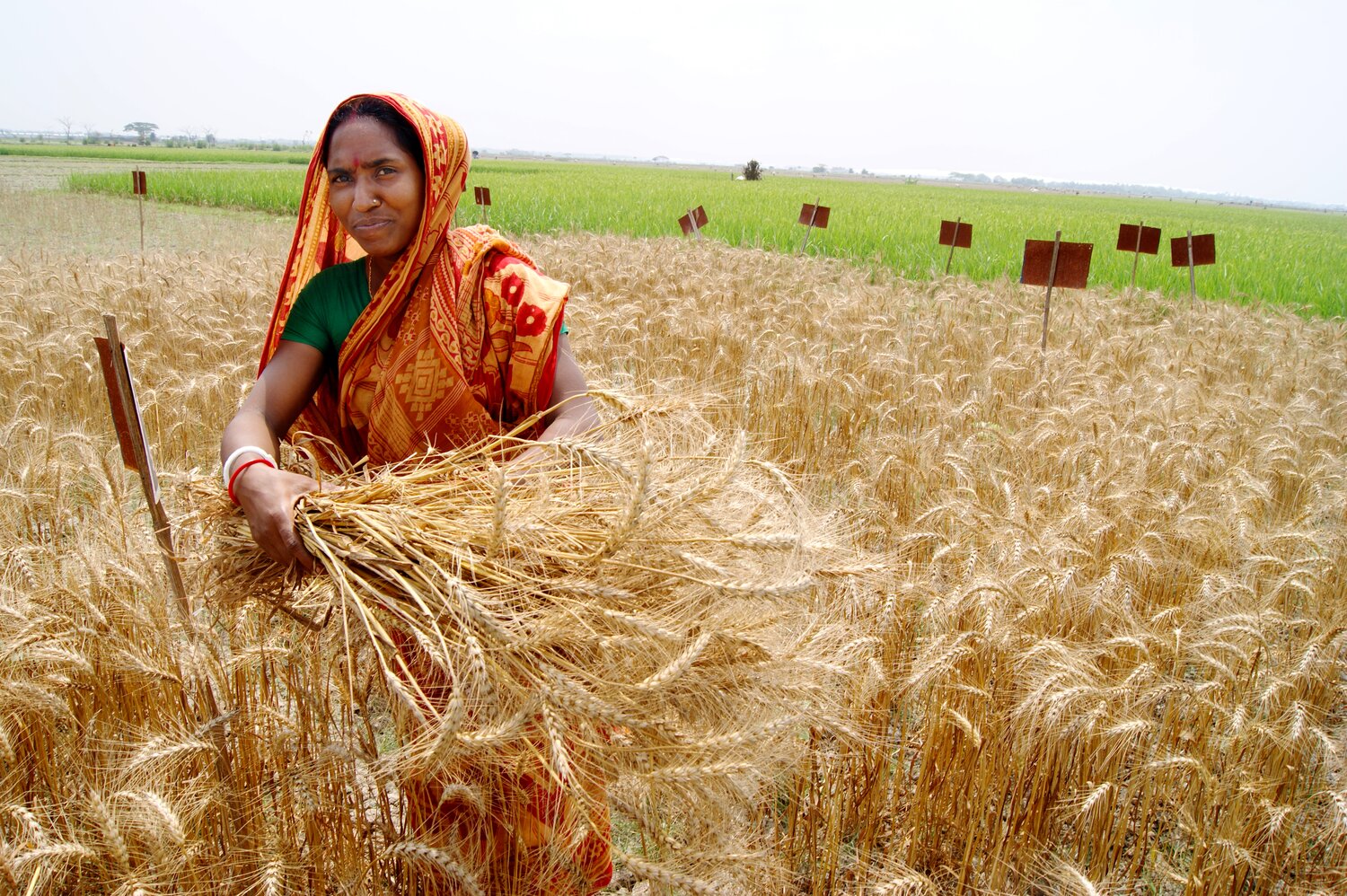 Zinc wheat being harvested in India. Photo: T Krupnik/CIMMYT