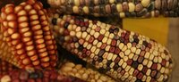 Multicolored ears of maize or corn