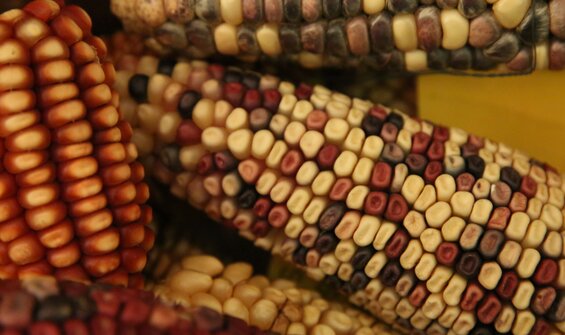 Maize