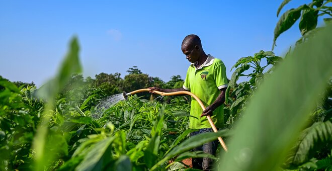 Five Ways Africa’s Opportunity Crops Can Shape the Future of Food