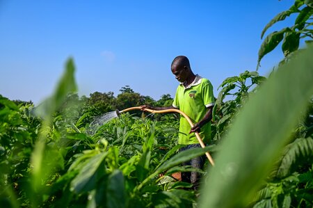 Five Ways Africa’s Opportunity Crops Can Shape the Future of Food