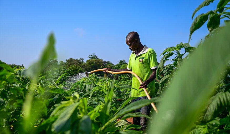 Five Ways Africa’s Opportunity Crops Can Shape the Future of Food