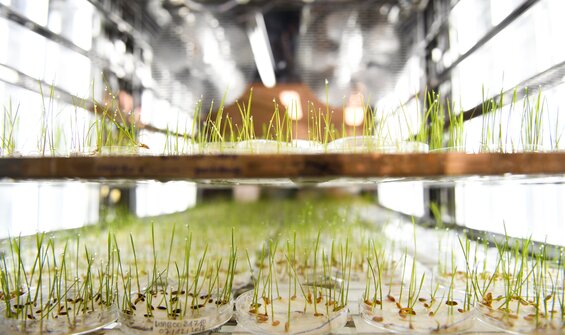 Breathing New Life into Global Crop Conservation Strategies