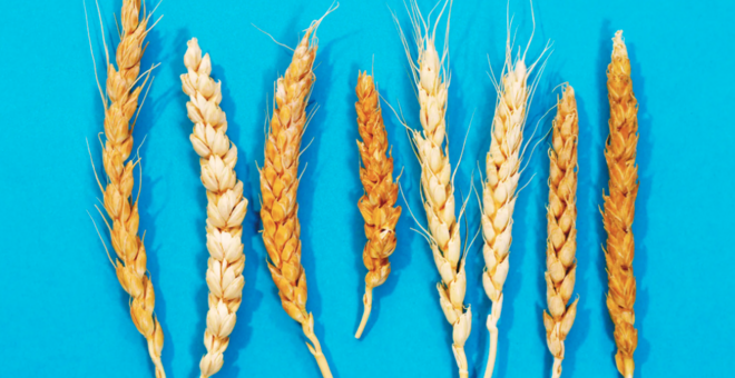 THE INTERNATIONAL CENTER FOR AGRICULTURAL RESEARCH IN DRY AREAS HAS A GENEBANK THAT PROTECTS TENS OF THOUSANDS OF ANCIENT SEEDS, INCLUDING MANY VARIETIES OF WHEAT AND DURUM. ICARDA