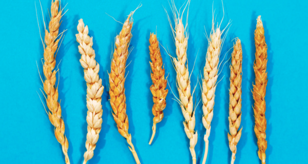 THE INTERNATIONAL CENTER FOR AGRICULTURAL RESEARCH IN DRY AREAS HAS A GENEBANK THAT PROTECTS TENS OF THOUSANDS OF ANCIENT SEEDS, INCLUDING MANY VARIETIES OF WHEAT AND DURUM. ICARDA