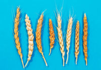 THE INTERNATIONAL CENTER FOR AGRICULTURAL RESEARCH IN DRY AREAS HAS A GENEBANK THAT PROTECTS TENS OF THOUSANDS OF ANCIENT SEEDS, INCLUDING MANY VARIETIES OF WHEAT AND DURUM. ICARDA