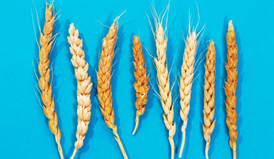 THE INTERNATIONAL CENTER FOR AGRICULTURAL RESEARCH IN DRY AREAS HAS A GENEBANK THAT PROTECTS TENS OF THOUSANDS OF ANCIENT SEEDS, INCLUDING MANY VARIETIES OF WHEAT AND DURUM. ICARDA