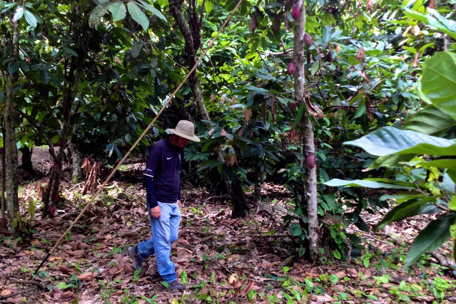 Farmer Vicente Norero on his cacao plantation in Balao, Ecuador. Photo credit: Simran Sethi