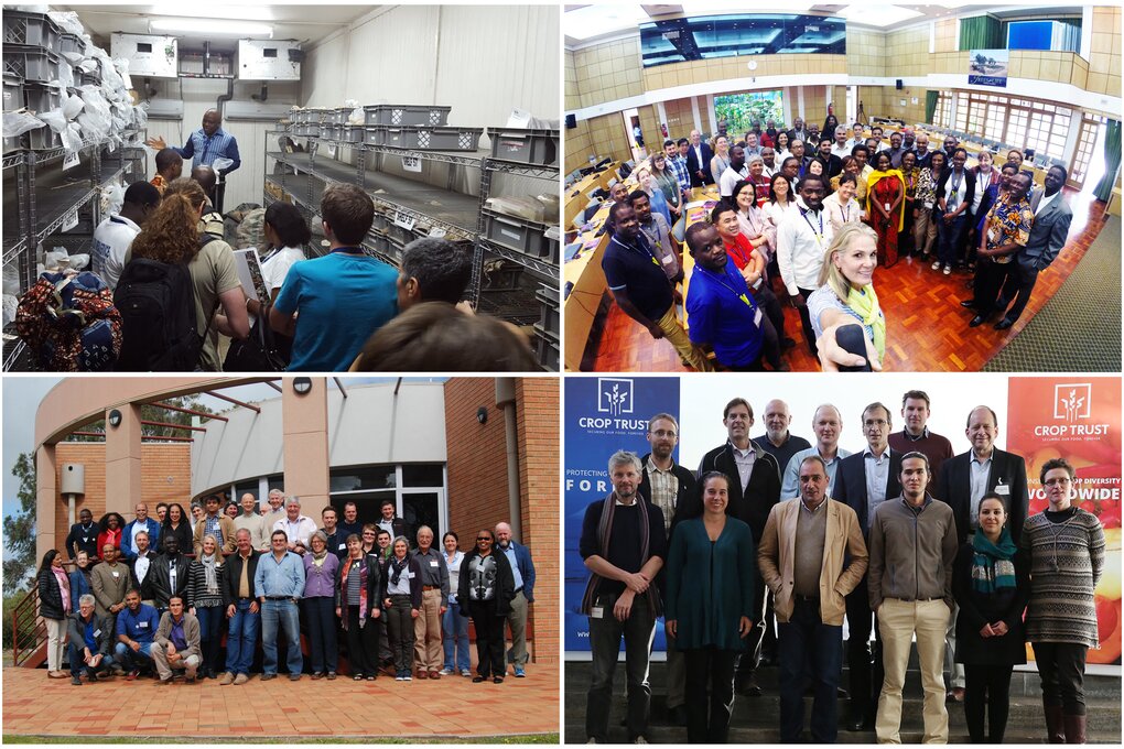 Top left: G.O.A.L workshop, March 2016 at IITA; Top right: G.O.A.L workshop, September 2016 at ICRAF; Bottom left: Annual Genebank Managers Meeting hosted by the Australian Grains Genebank, November 2016; Bottom right: Expert consultation group meeting at the Crop Trust, November 2016, where participants discussed the current crop coverage of ex situ collections. 