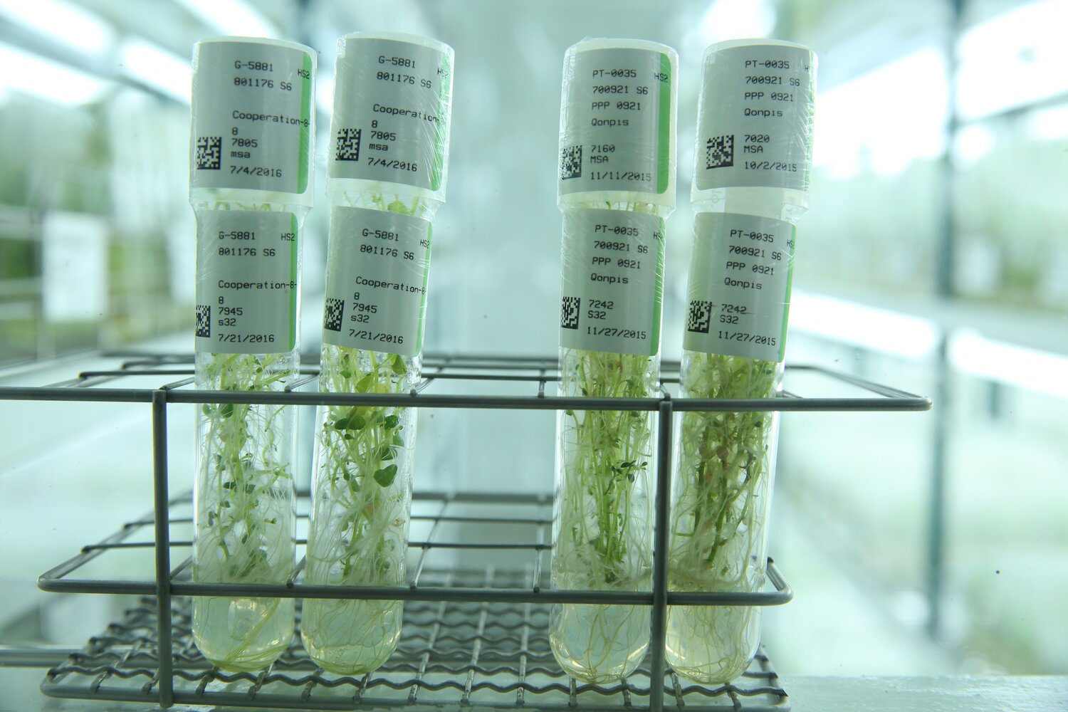 In vitro potato plants of two potato varieties: Qompis a landrace actively grown in Andean countries due to its tolerance to abiotic stresses; and Cooperation 88 an improved variety grown in large acreages in China.
