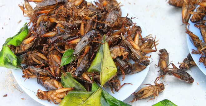 Fried crickets