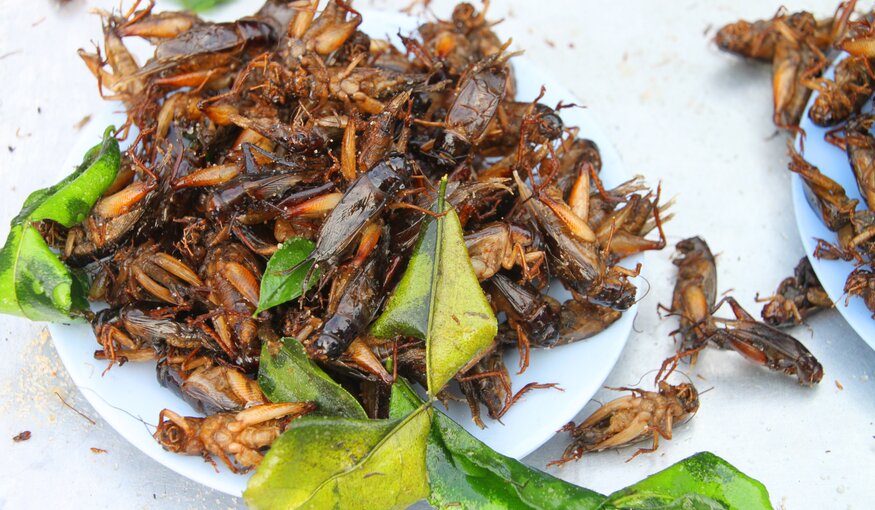 Fried crickets