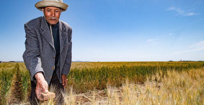 Farmer placing a stone to vote for wheat variety.