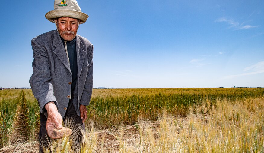 Farmer placing a stone to vote for wheat variety.
