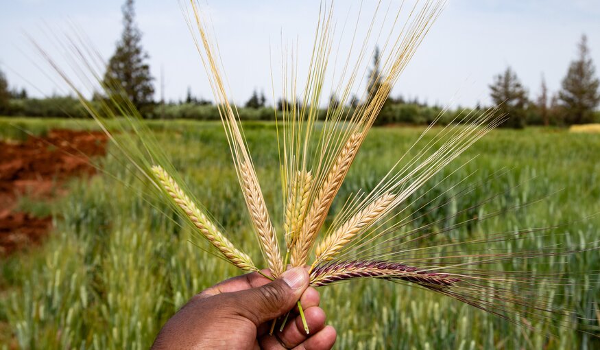 The Last Crop Before the Desert