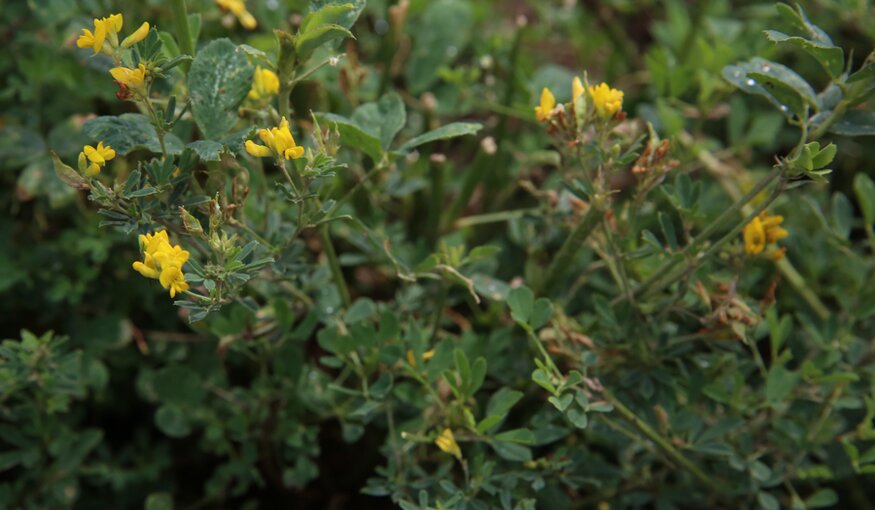 In Kazakhstan, we saw 'Medicago falcata' everywhere, a yellow-flowered wild relative of alfalfa that is drought and cold tolerant. It is one of the many alfalfa Crop Wild Relatives being crossed with its domesticated counterpart, 'M. sativa', by our pre-breeding partners in China (GRI / CAAS), Chile (Inia Chile), Australia (SARDI) and, of course, Kazakhstan (KSRIAPG).