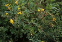 In Kazakhstan, we saw 'Medicago falcata' everywhere, a yellow-flowered wild relative of alfalfa that is drought and cold tolerant. It is one of the many alfalfa Crop Wild Relatives being crossed with its domesticated counterpart, 'M. sativa', by our pre-breeding partners in China (GRI / CAAS), Chile (Inia Chile), Australia (SARDI) and, of course, Kazakhstan (KSRIAPG).