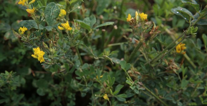 In Kazakhstan, we saw 'Medicago falcata' everywhere, a yellow-flowered wild relative of alfalfa that is drought and cold tolerant. It is one of the many alfalfa Crop Wild Relatives being crossed with its domesticated counterpart, 'M. sativa', by our pre-breeding partners in China (GRI / CAAS), Chile (Inia Chile), Australia (SARDI) and, of course, Kazakhstan (KSRIAPG).