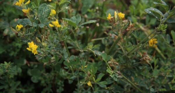 In Kazakhstan, we saw 'Medicago falcata' everywhere, a yellow-flowered wild relative of alfalfa that is drought and cold tolerant. It is one of the many alfalfa Crop Wild Relatives being crossed with its domesticated counterpart, 'M. sativa', by our pre-breeding partners in China (GRI / CAAS), Chile (Inia Chile), Australia (SARDI) and, of course, Kazakhstan (KSRIAPG).