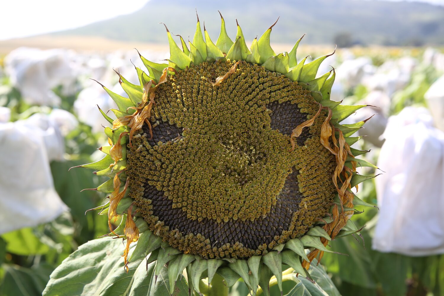 We finish this slideshow with an image and text that I tweeted out at the time: “I cannot not smile. I’m in Argentina, with folks who are passionate about using biodiversity to bring solutions to farmers, like the Crop Wild Relatives sunflower pre-breeding partners INTA, who are screening hundreds of lines to find resistance to fungal diseases.”
